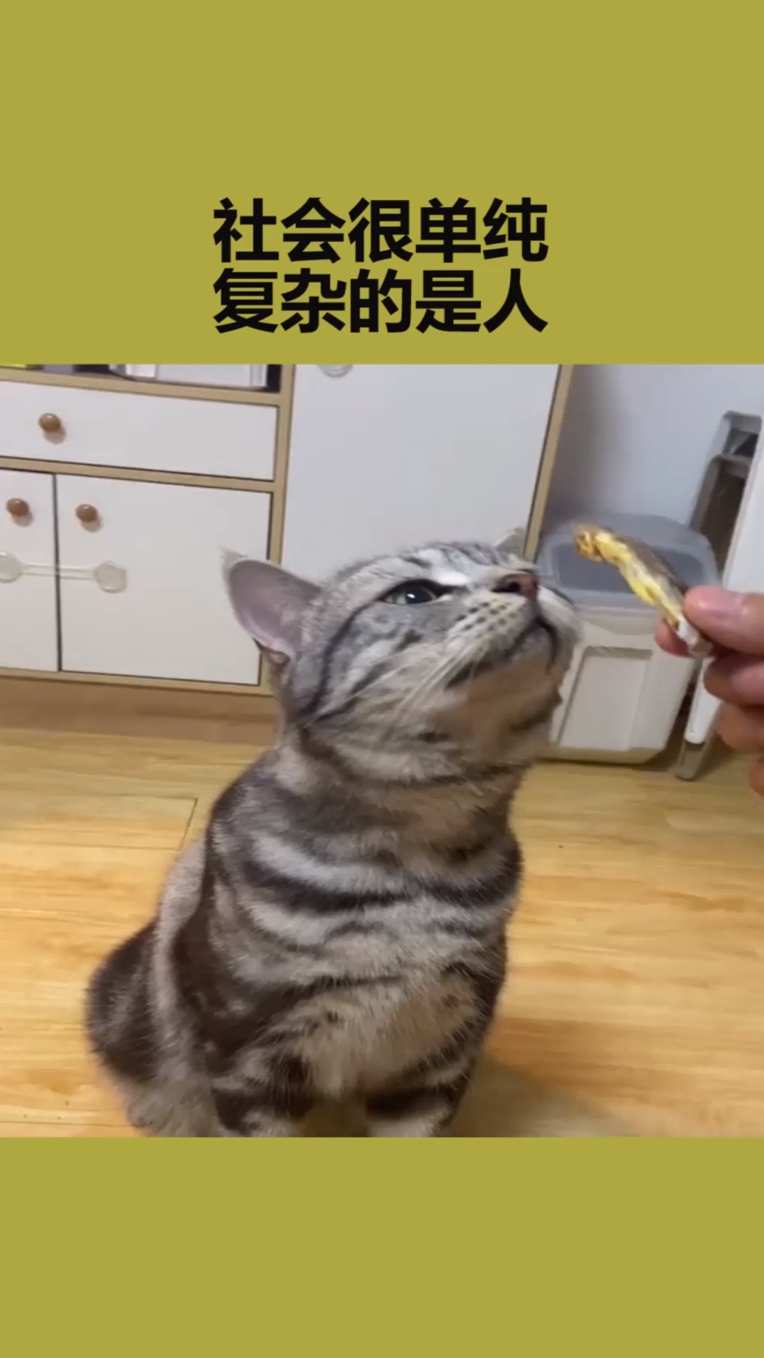 我要上热门#猫咪:社会很单纯,复杂的是人-度小视