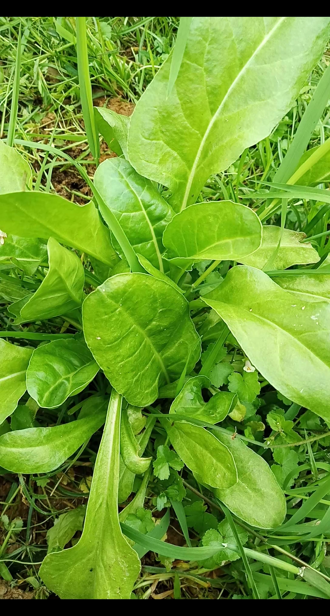 乡村生活#以前种来喂猪的"猪乸菜,现在挖来当野菜吃,味道还不错哦!