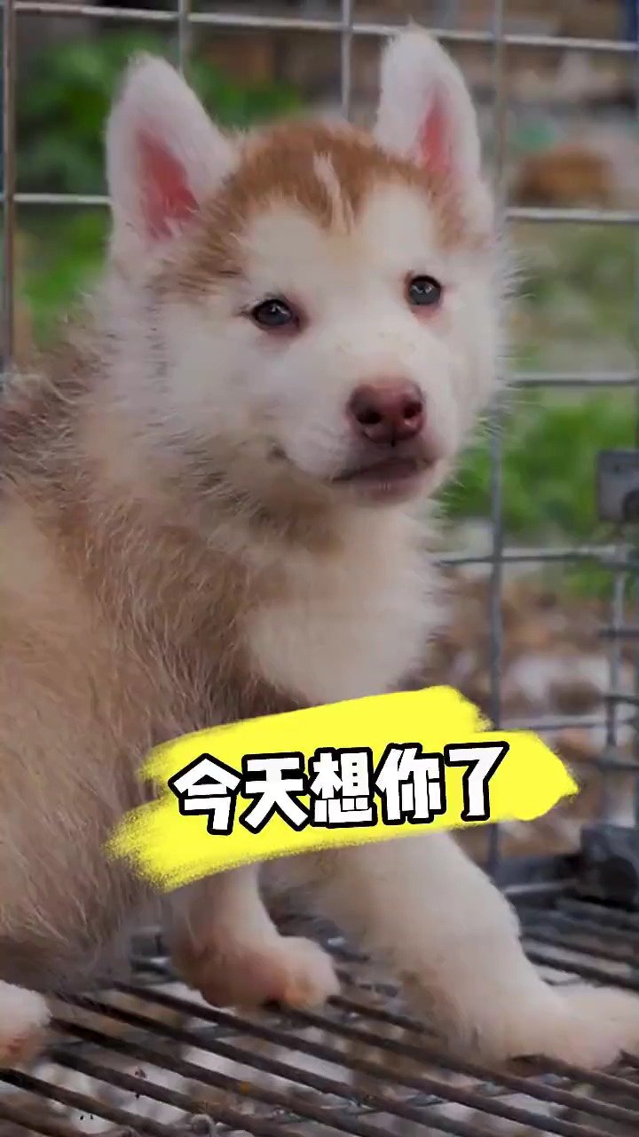 我家萌宠成精了#今天也很想你呀