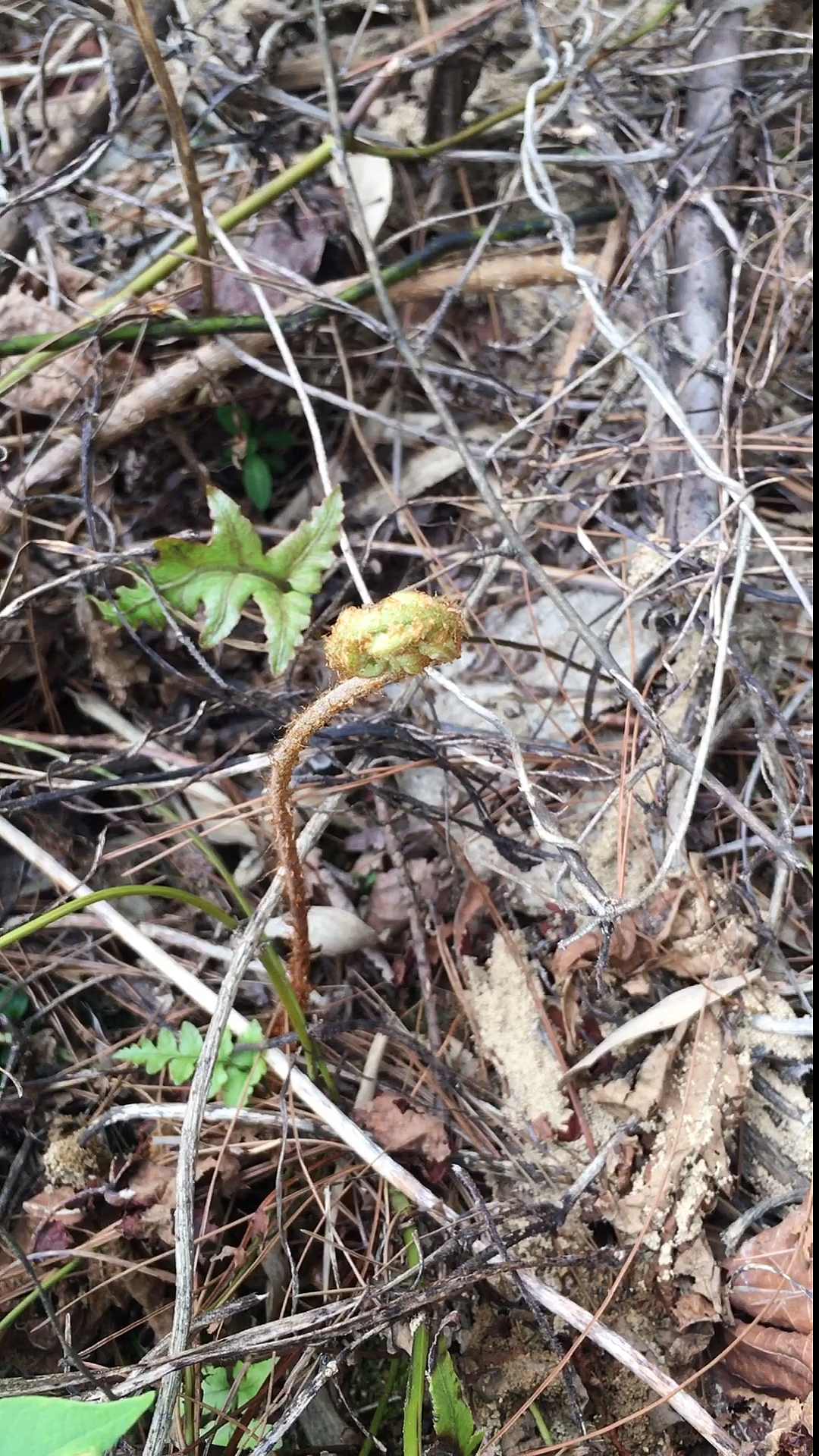 这种蕨菜看似不太一样,可以吃吗