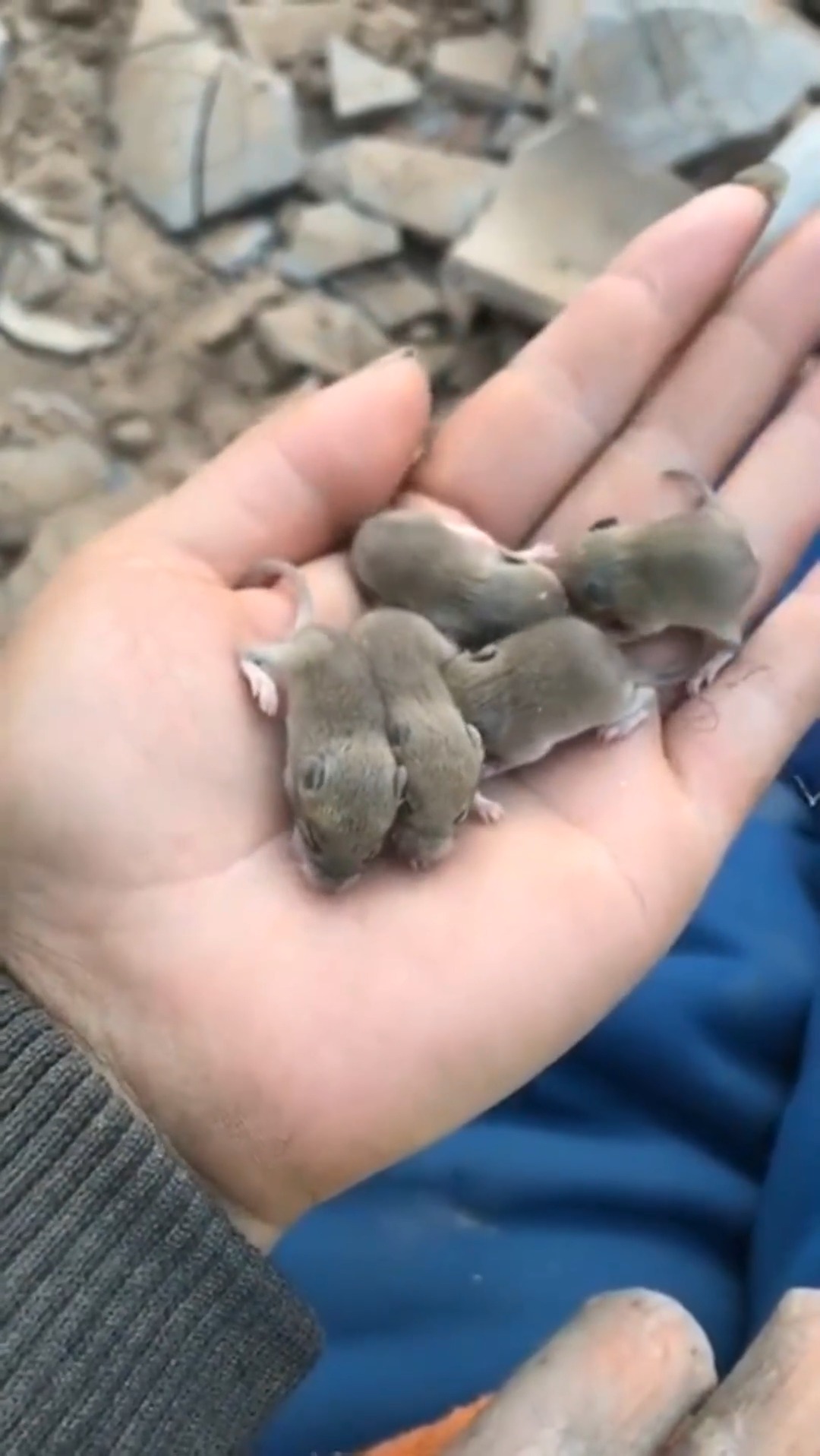 娱乐#拆房子,发现一窝小老鼠,我该怎么处理它们