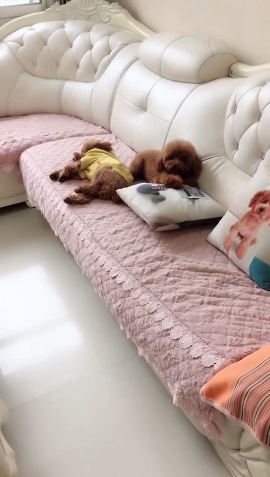 假装睡觉的狗狗