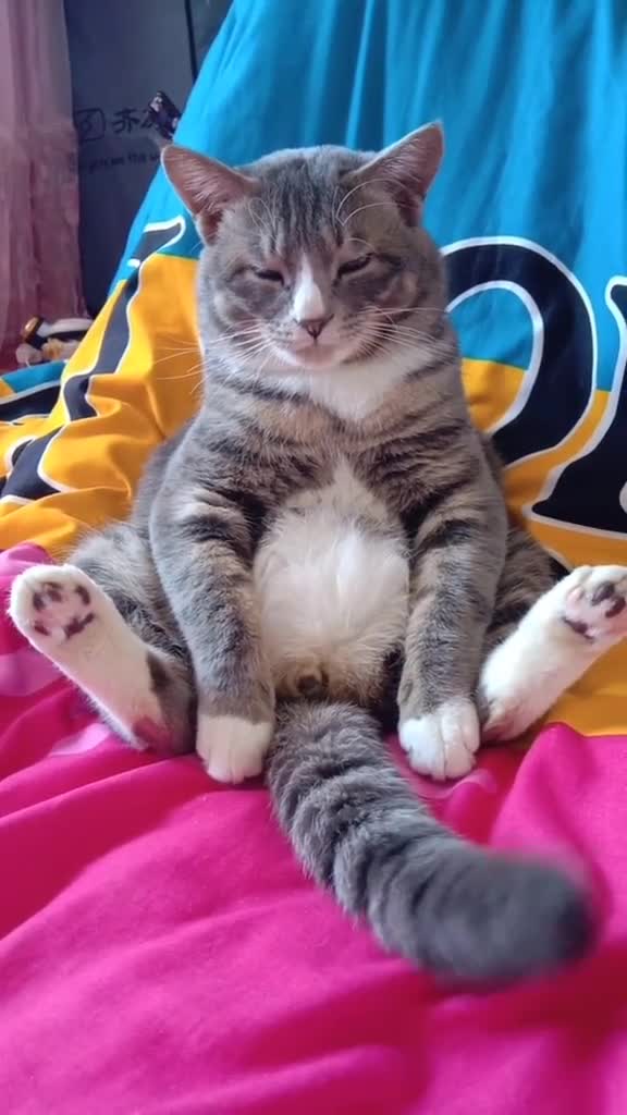 好大一个球猫(2)