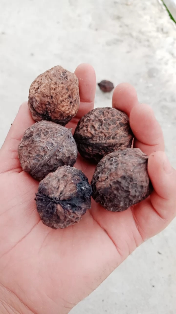 这个才是纯天然核桃  像外观都是白白亮亮干干净净的都是用药水泡过的