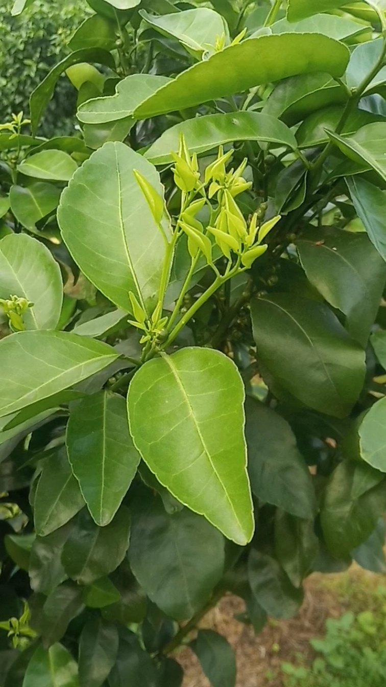 沙糖桔#芽太长了