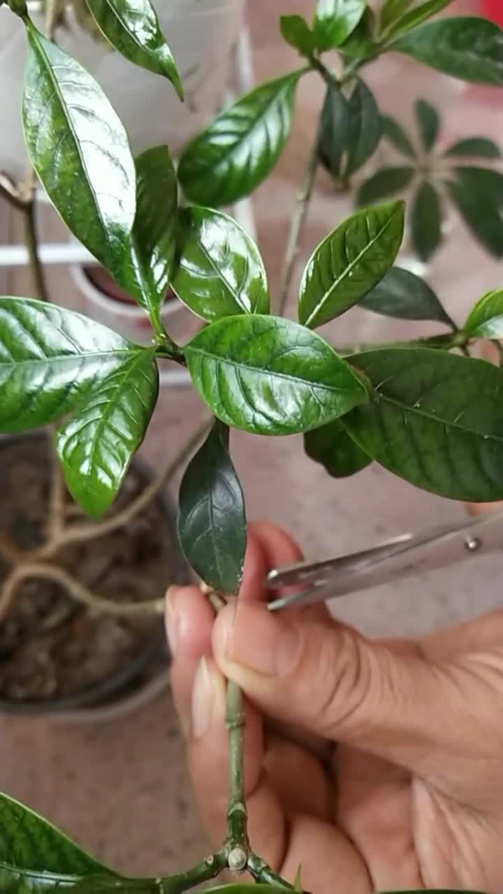 栀子花的扦插方法