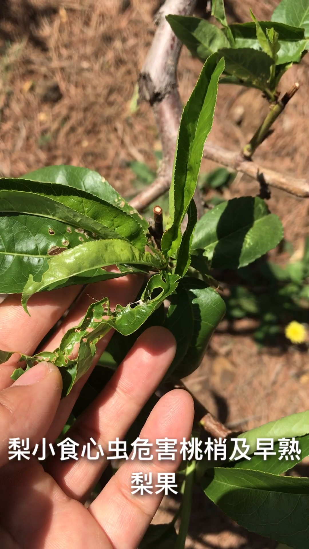 梨小食心虫的防治