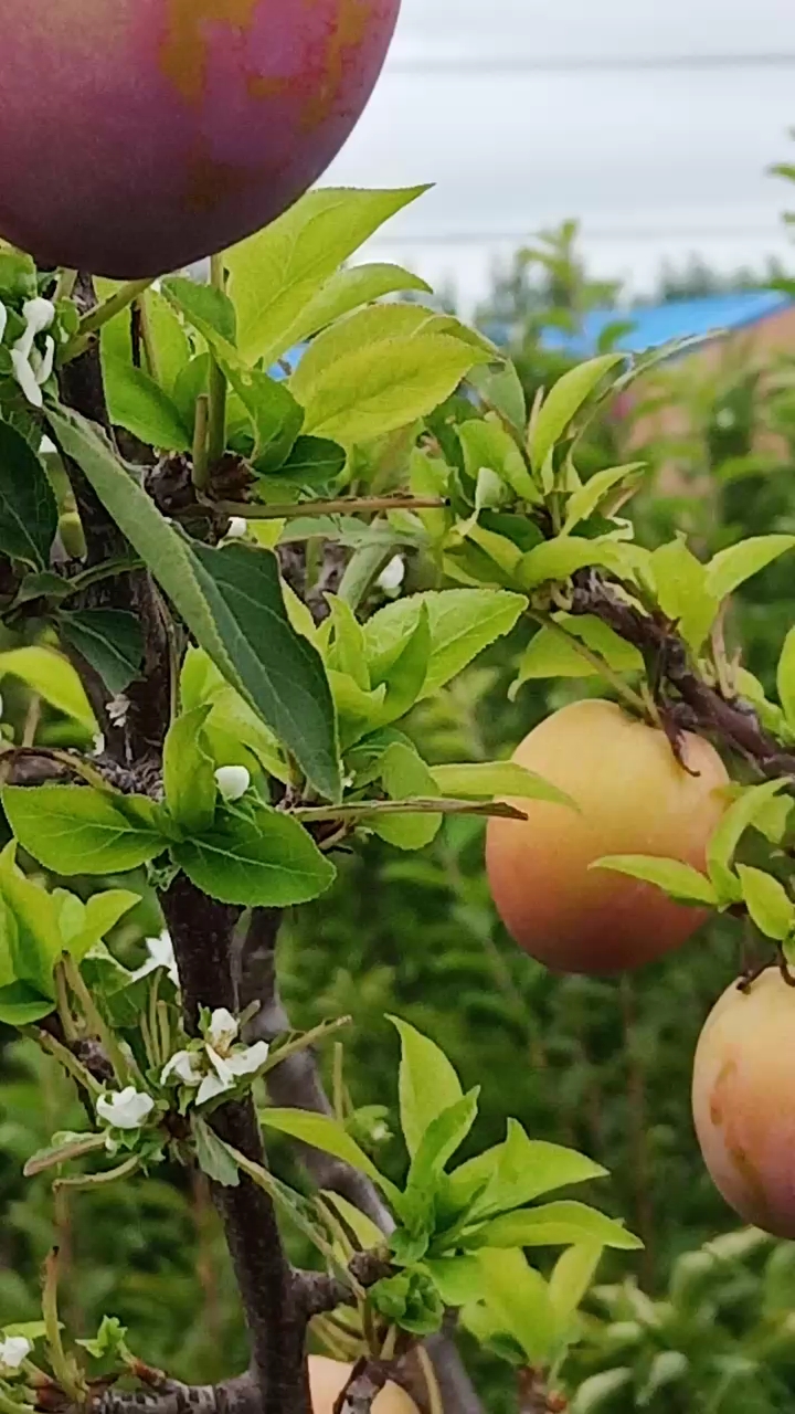 一棵果树既开花又结果