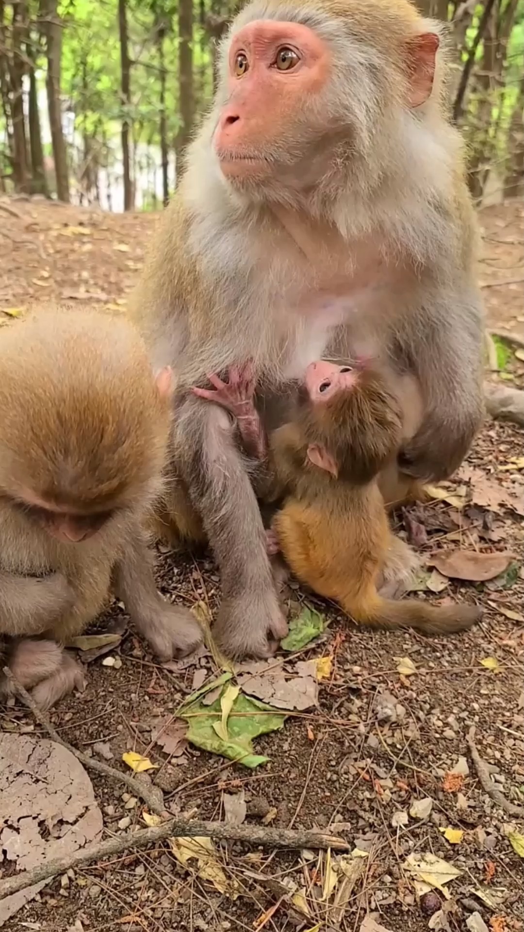 这个小猴宝宝看着好机灵