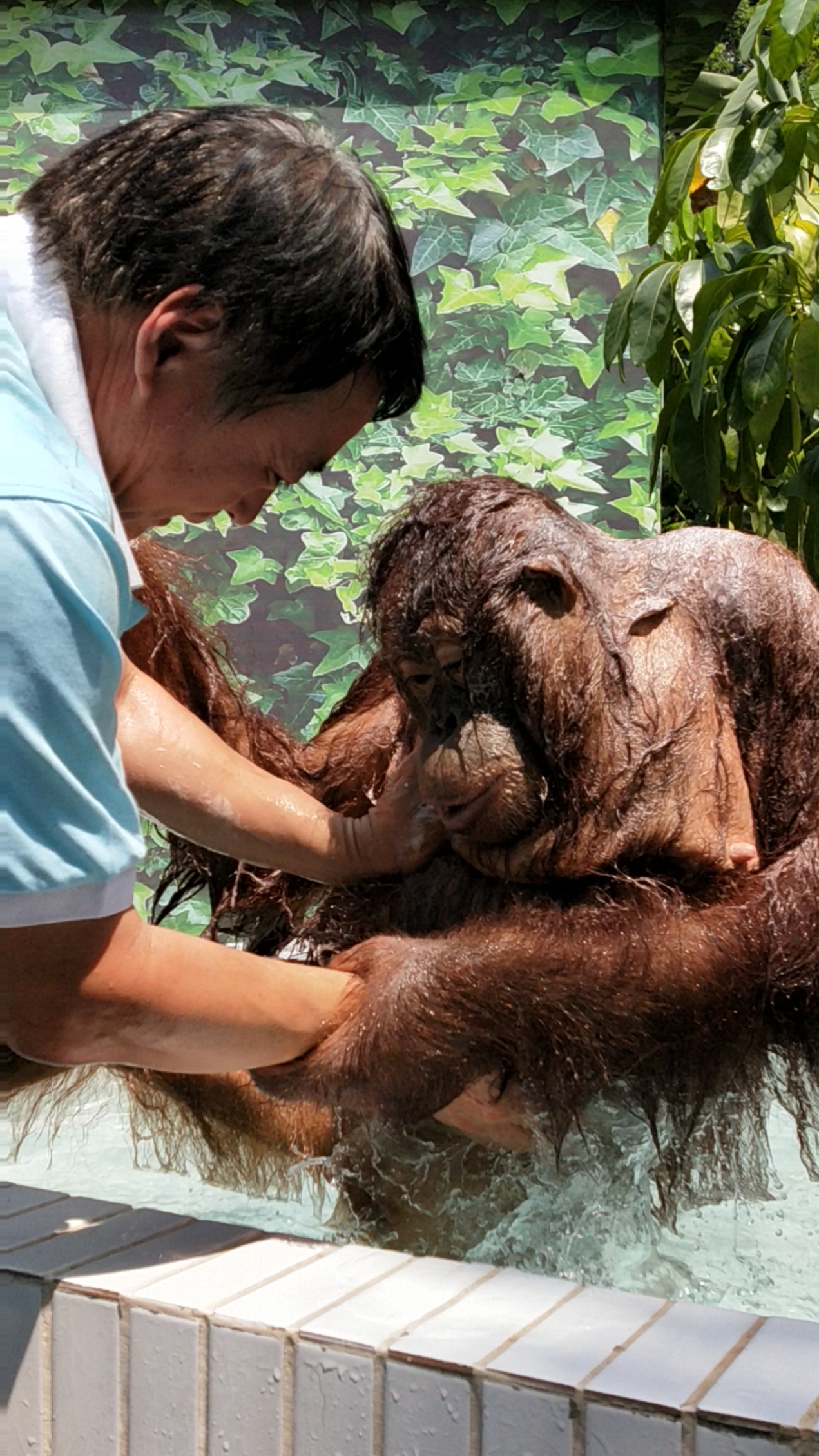给猩猩洗澡