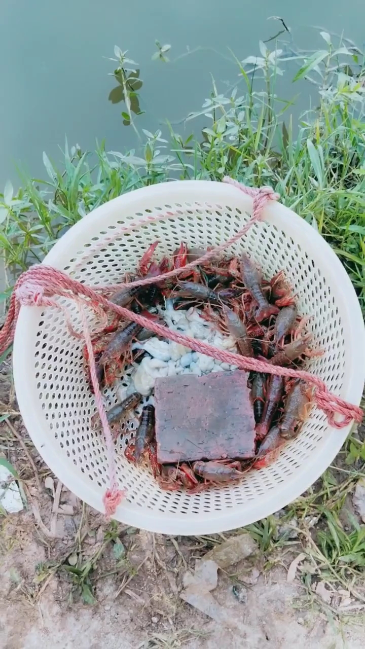 鸡肠钓龙虾果然有效