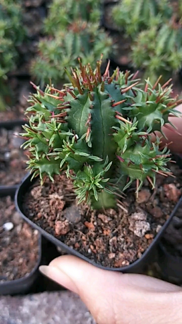 多肉植物 ,红刺麒麟