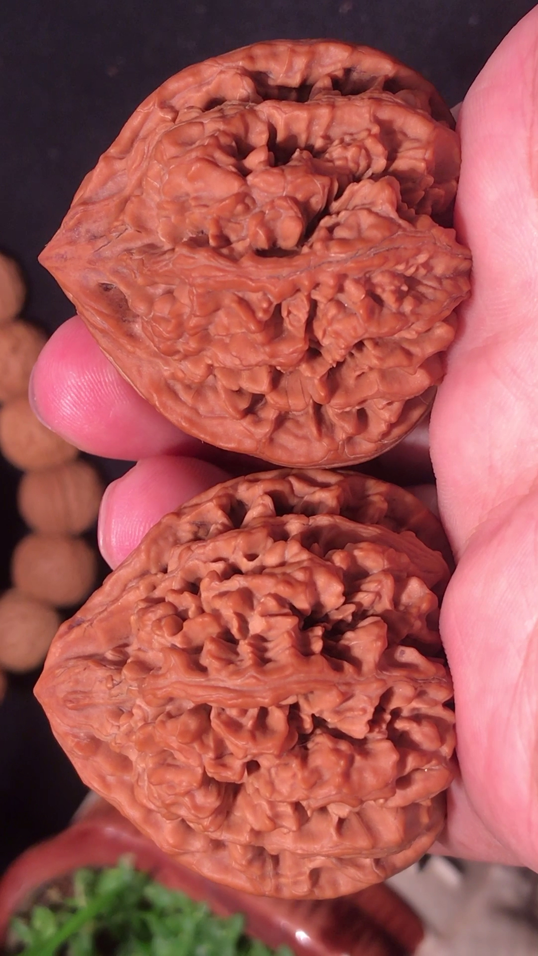 文玩#文玩核桃,野生状元冠狮子头,配对不易-度小视