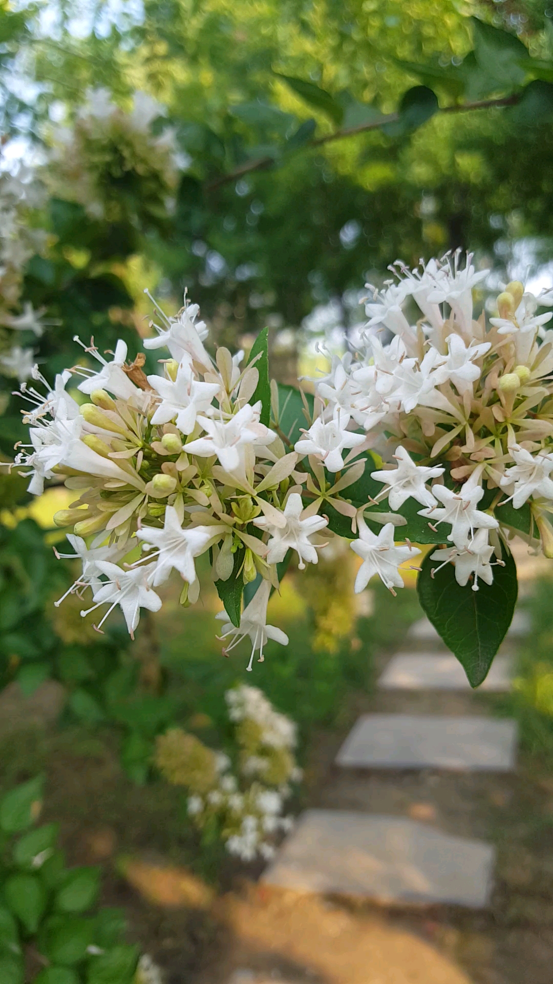 飘清香的糯米条花,洁白无瑕美丽-度小视