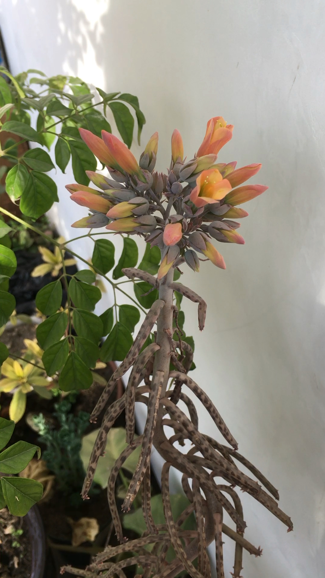 第一次见不死鸟开花