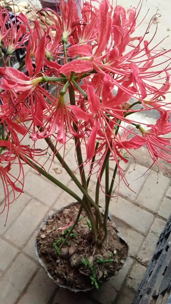 花叶永不相见  彼岸花 每年二三月份第一次开花  第二次每年的七到九