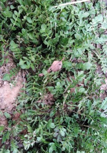 一岁半感冒了,吃的蓝芩口服液.