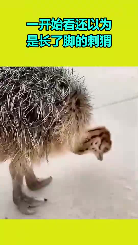 我要上热门一开始看还以为是长了脚的刺猬