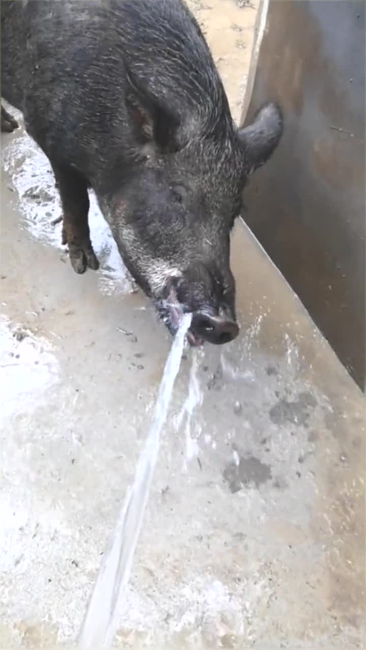 非常喜欢你用水管喂水的大野猪,是不是很萌