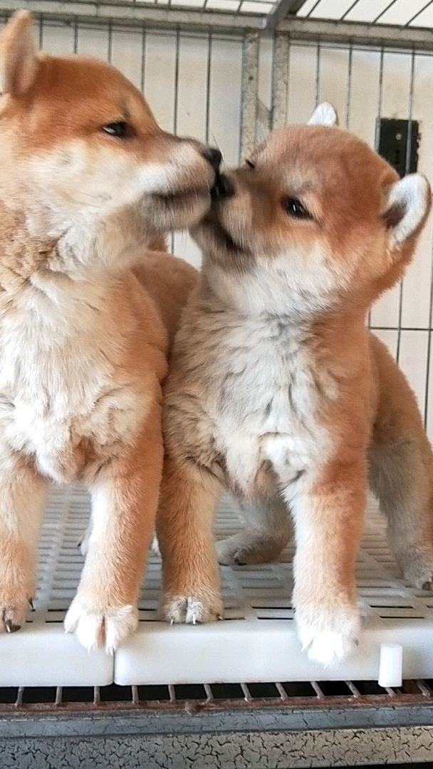 搞笑段子剧#两只小家伙来撒狗粮咯!