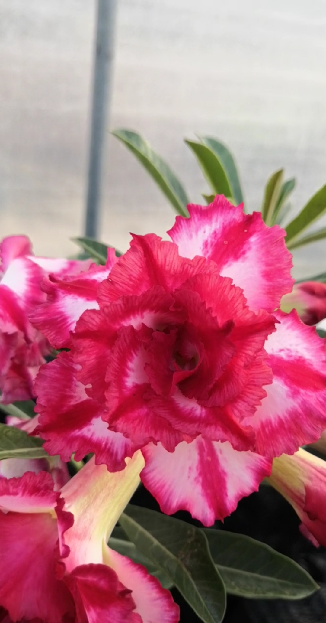 金闪耀也叫红妆,颜色颜色真的很闪亮#沙漠玫瑰#绿植#盆栽#花卉