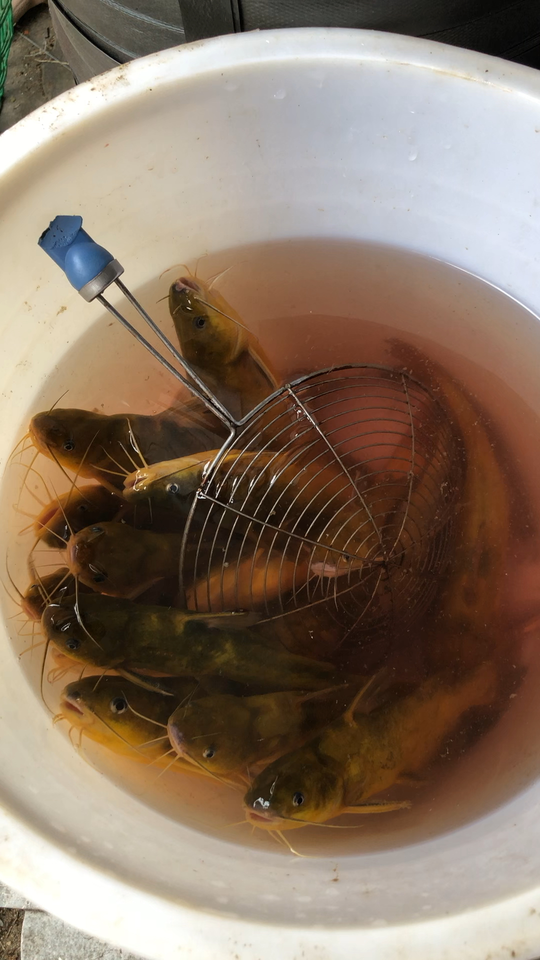 刚刚钓的小黄鱼