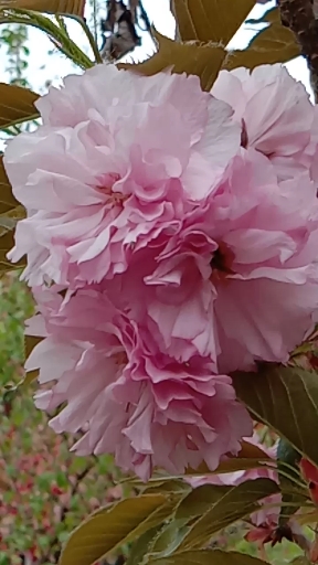 日本晚櫻,薔薇科櫻屬,落葉喬木!