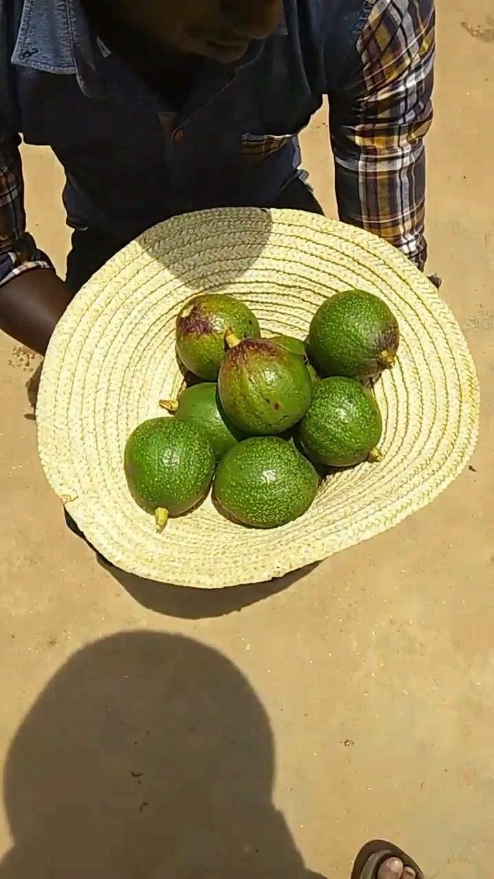 非洲的牛油果,好大还很便宜.