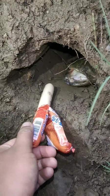 还把火腿肠都啦进洞里去了