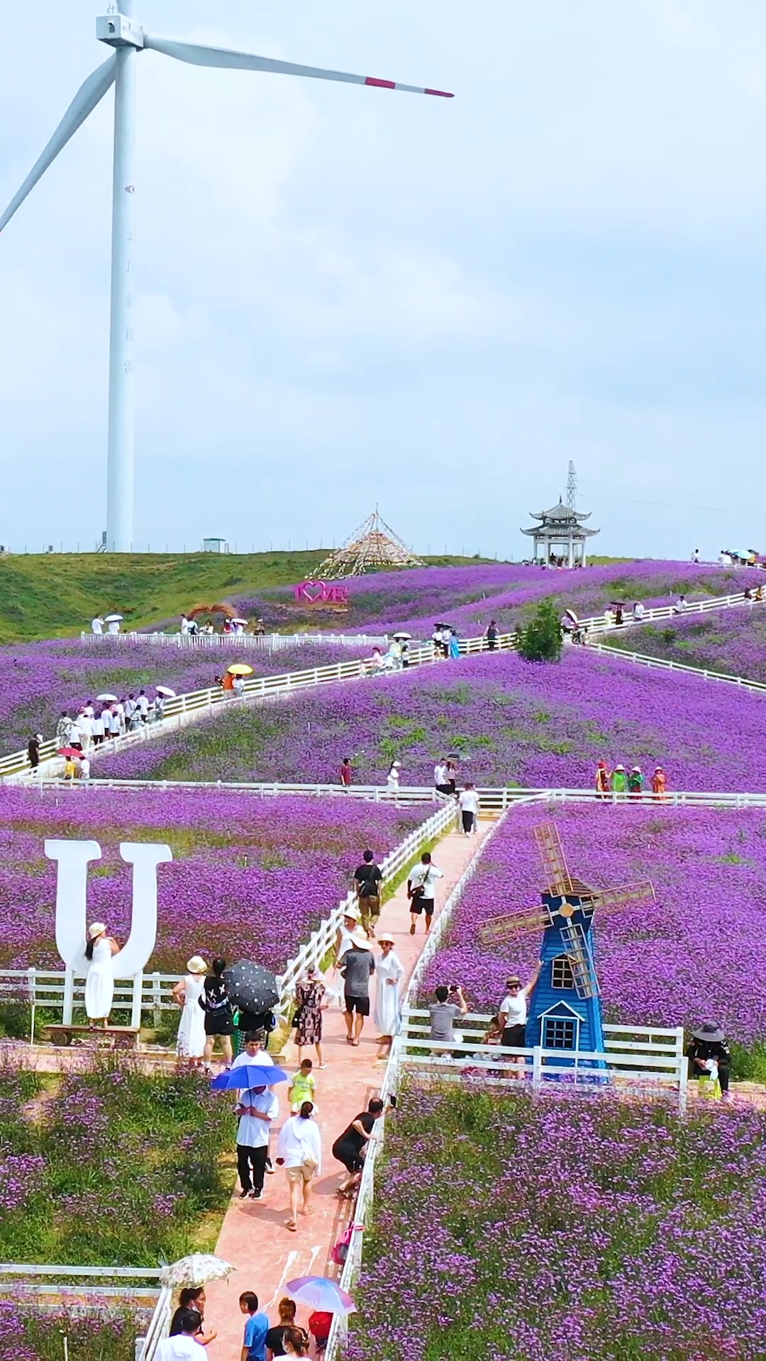 贵州的云顶花海已经完全盛开这么浪漫的地方你最想带谁一起来