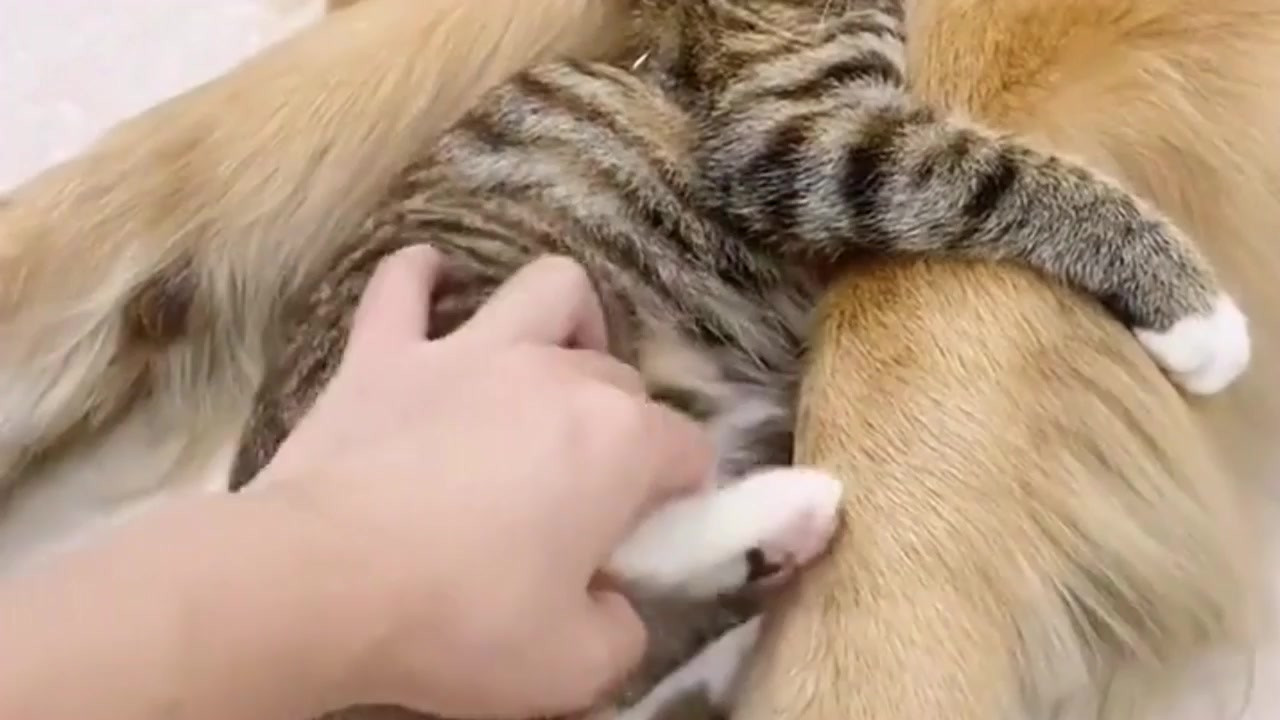 猫咪:别扒拉我,我还要抱着我大哥的狗腿子呢