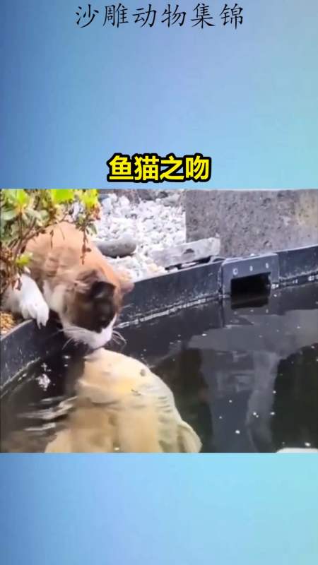 我要上热门#鱼猫之吻,跨物种爱情