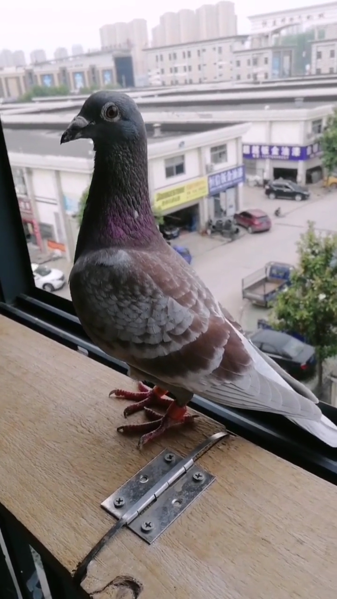 鸽子佳丽#一羽漂亮的好战分子:红雨点雄鸽!