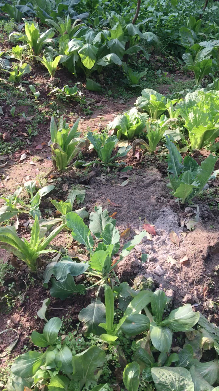 农村的菜地 你认识这些菜吗