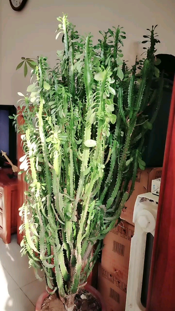 我家的 量天尺:学名龙骨花,好棒哦^o