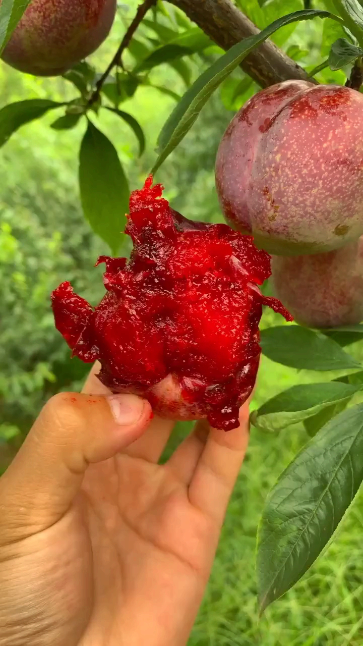 新城市新生活#血李子