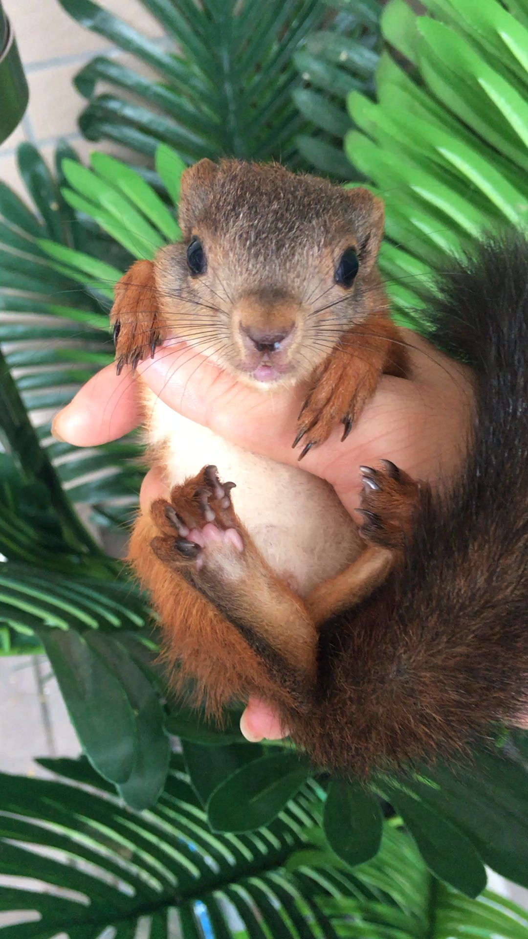 见过这么漂亮的老鼠吗