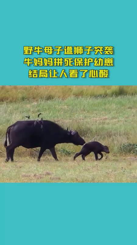 野牛母子遭狮子突袭,牛妈妈拼死保护幼崽,结局让人看了心酸!