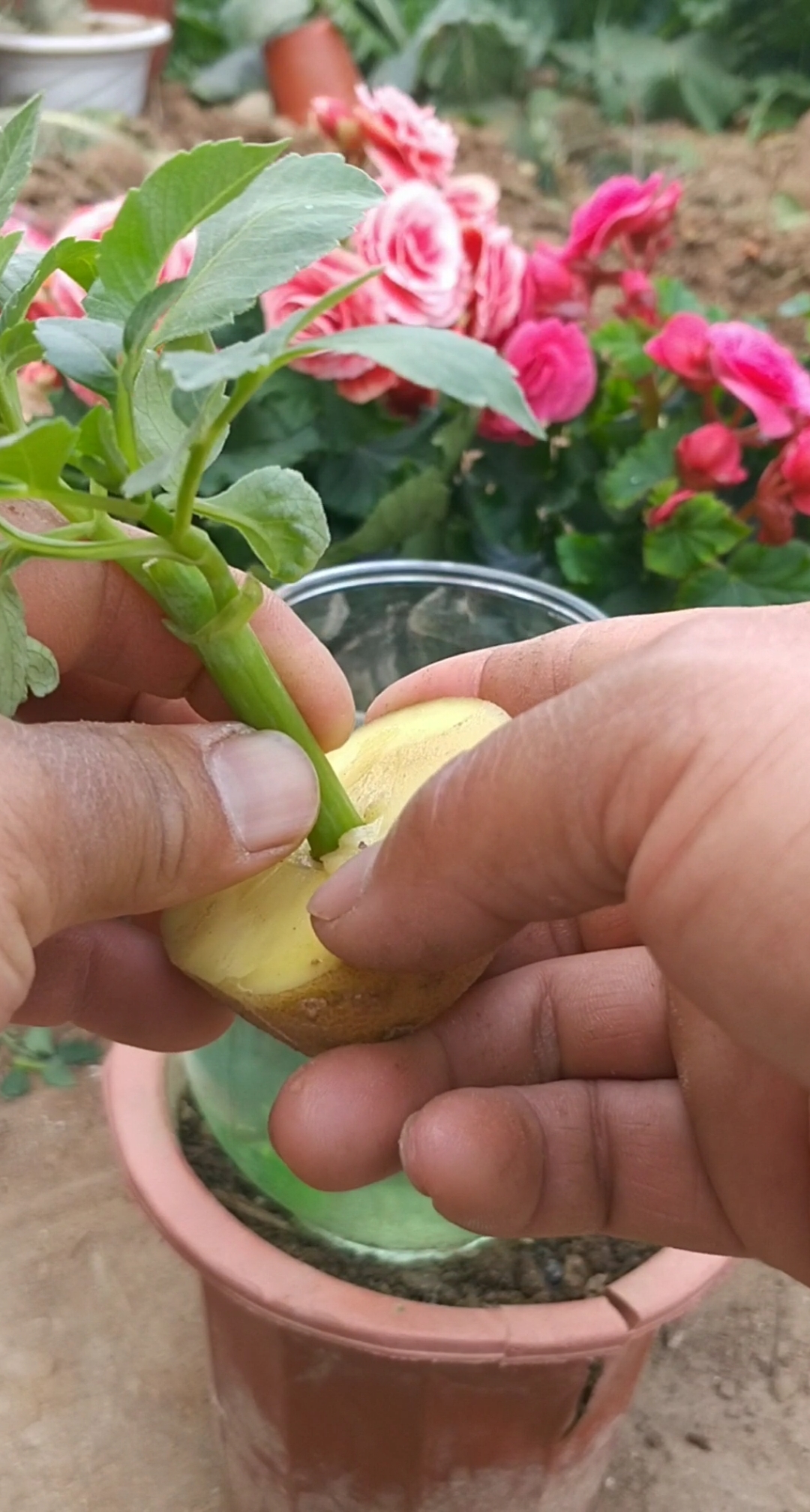 劳动最光荣#玻璃海棠最新扦插技术,会的人极少