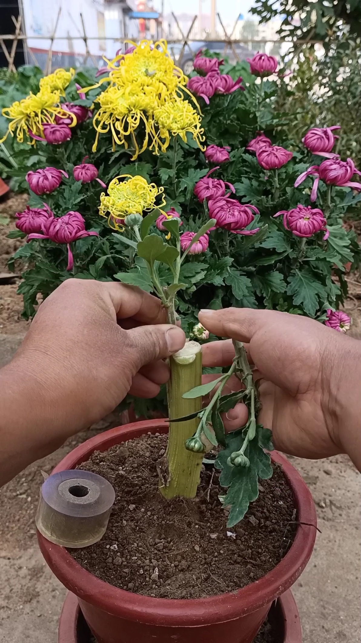 嫁接技术#劈接双色菊花技术,成活率百分之百,你怎么看?