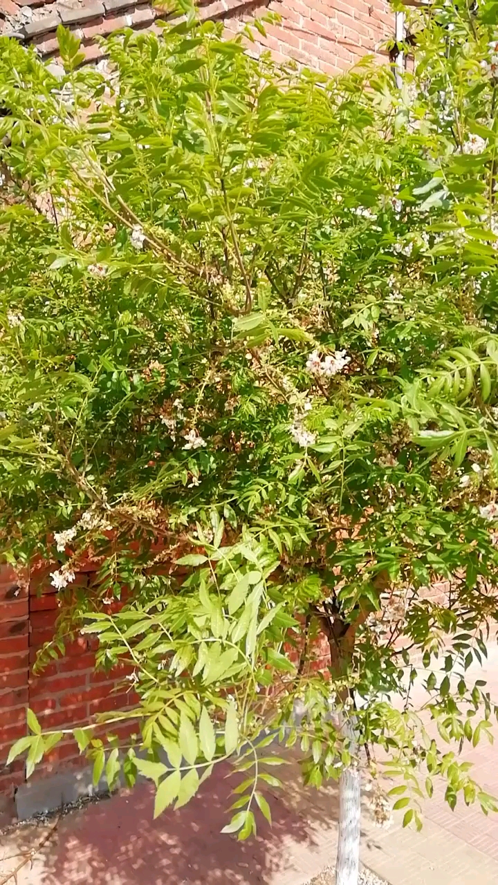 五一出游记#家乡美——穆桂英大破天门阵中的降龙木开花.