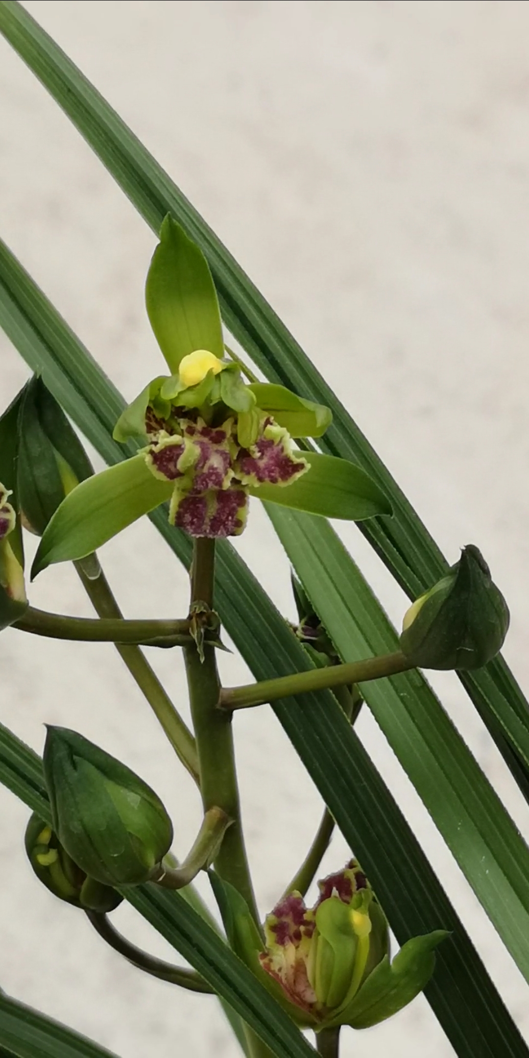 全民好物節#蕙蘭天嬌牡丹$濃香花期長$-度小視