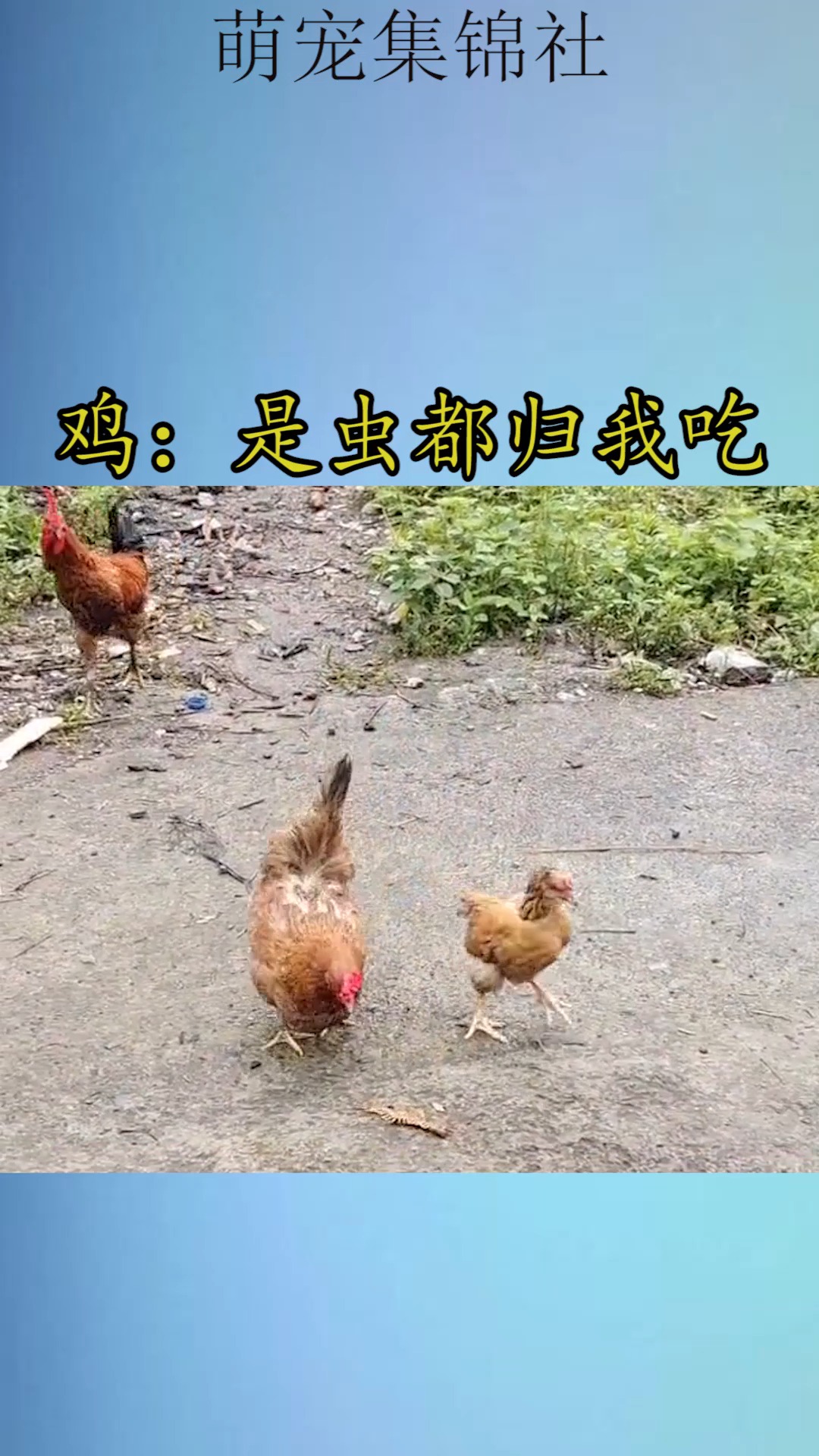 我要上热门#鸡:是虫都归我吃