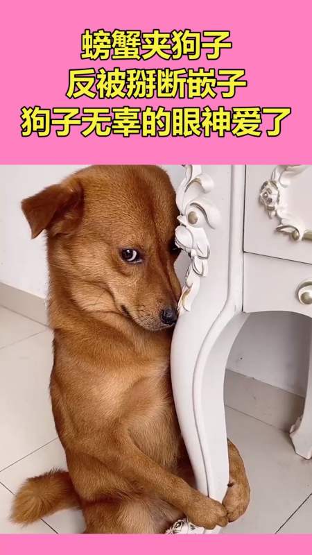 搞笑萌宠#螃蟹夹狗子,反被掰断嵌子,狗子无辜的眼神爱了!