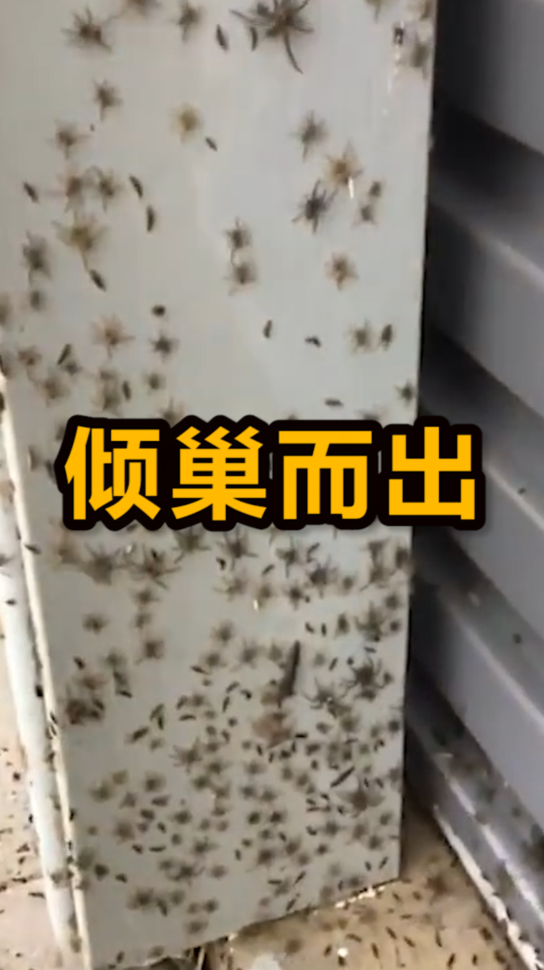 闹完鼠灾闹蜘蛛灾,澳洲遭上万只蜘蛛侵袭,密密麻麻爬满整墙