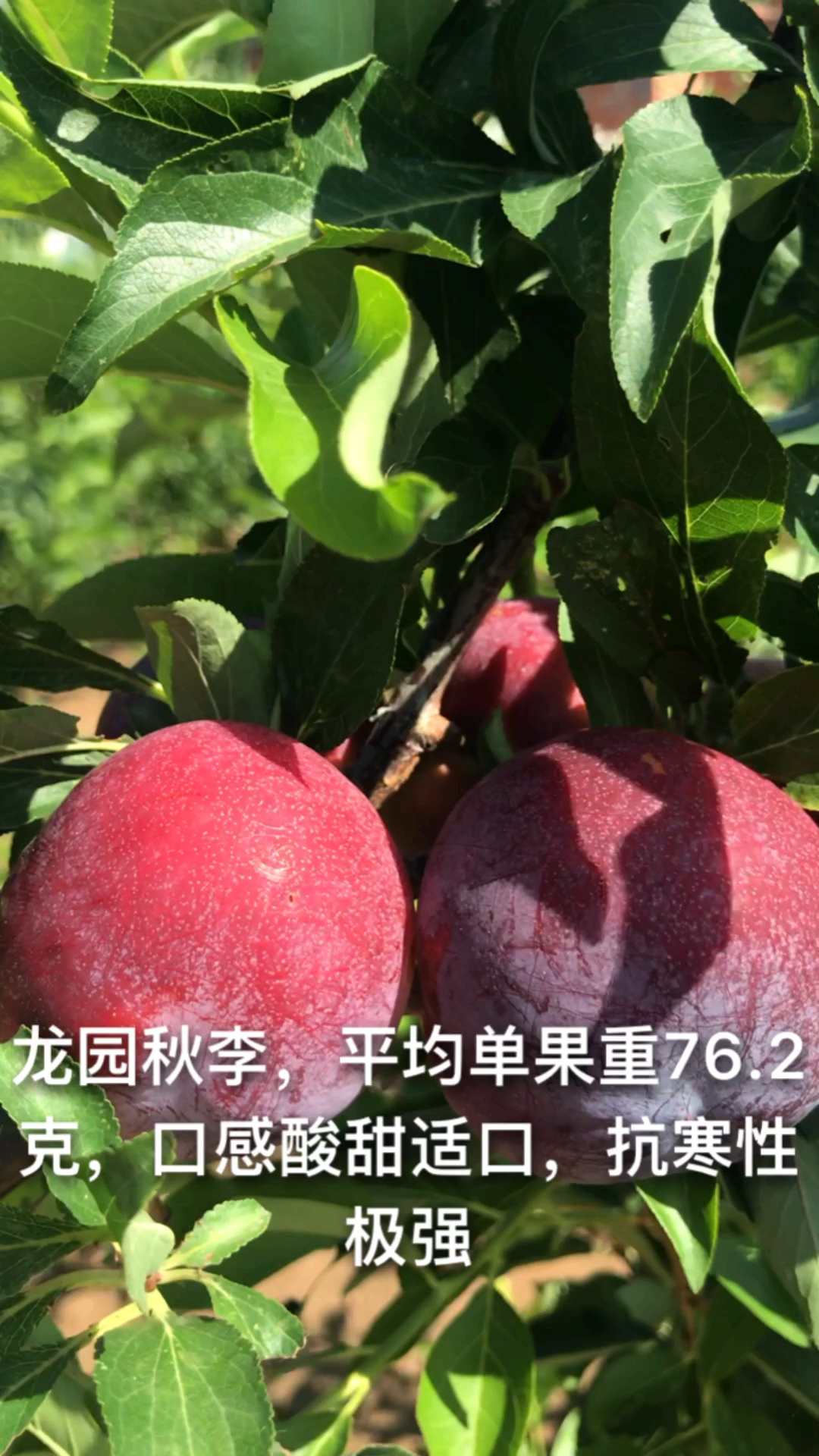 龙园秋李的栽植条件