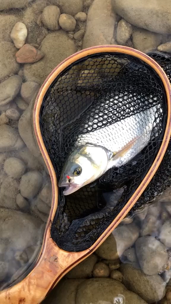 路亚中鱼#飞鹰钩立功了