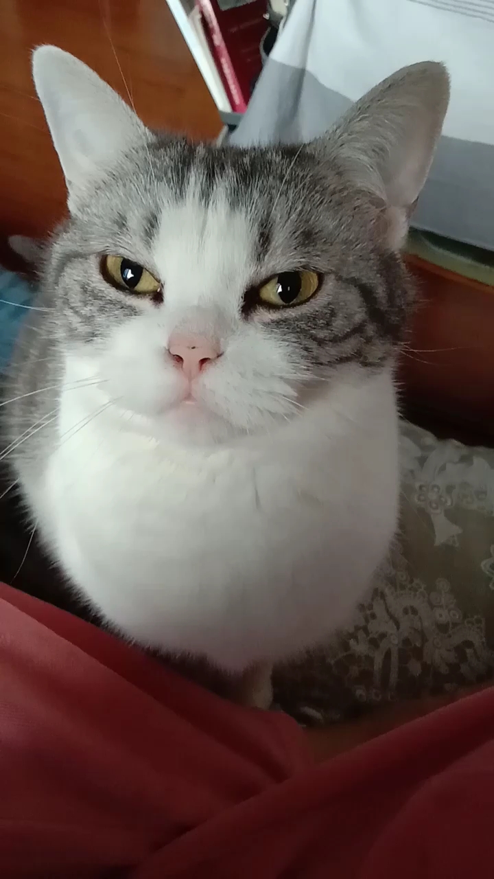 眼巴巴的看着你打呼噜