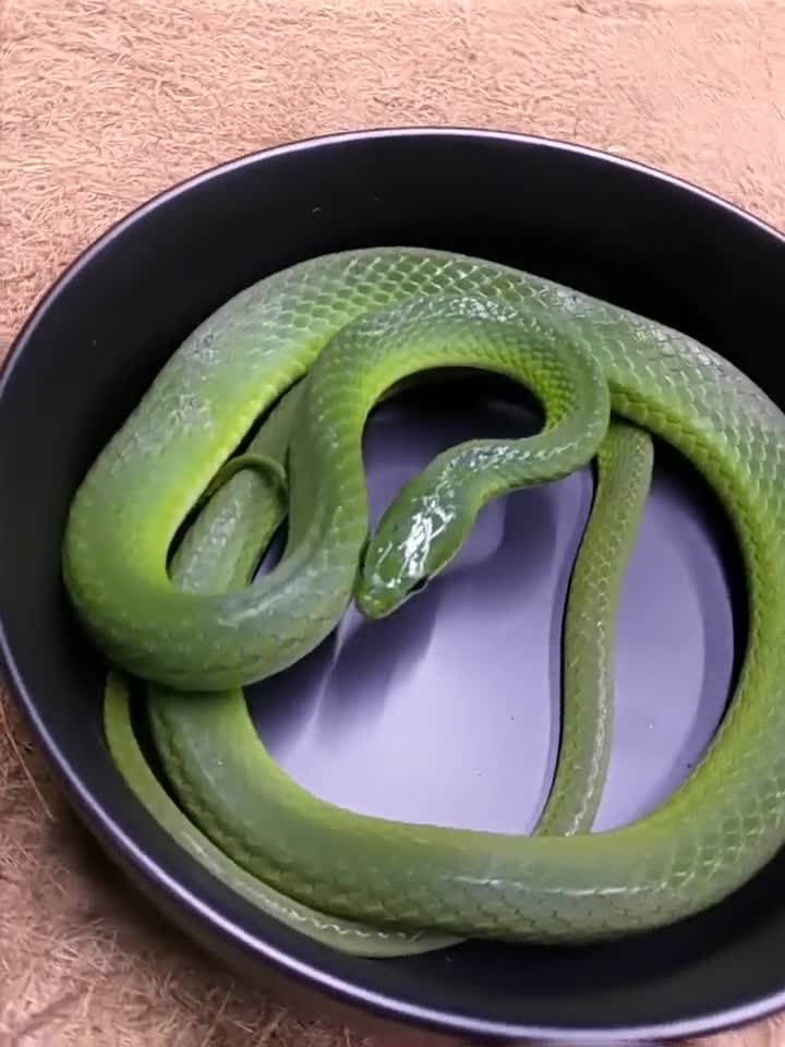 宠物蛇小青看着真是有趣