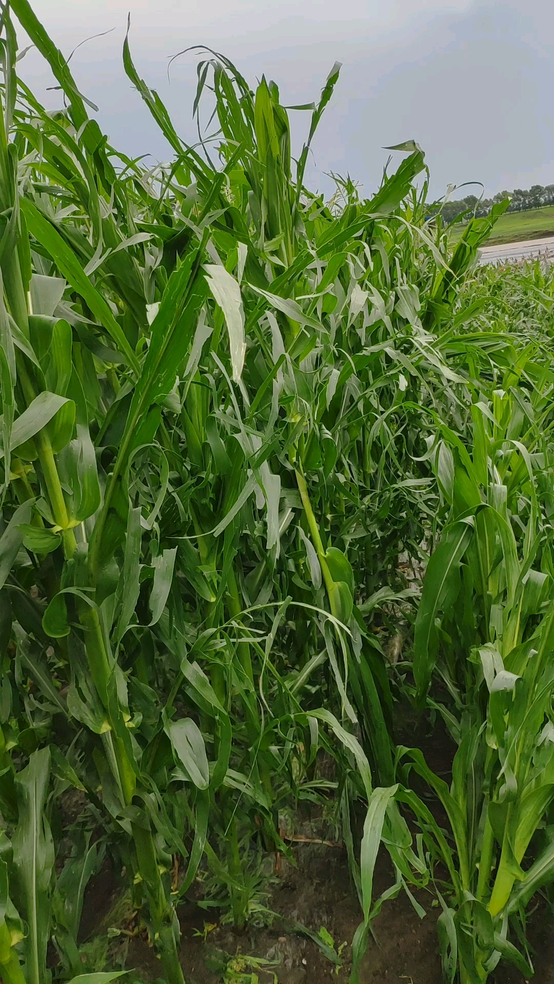 自己家院子的玉米被冰雹打的不像樣子了,青菜都折了.